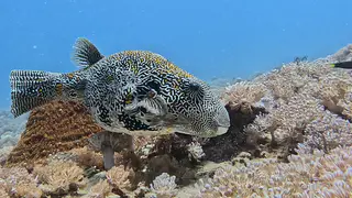 Underwater photograph by Joel Bergsma