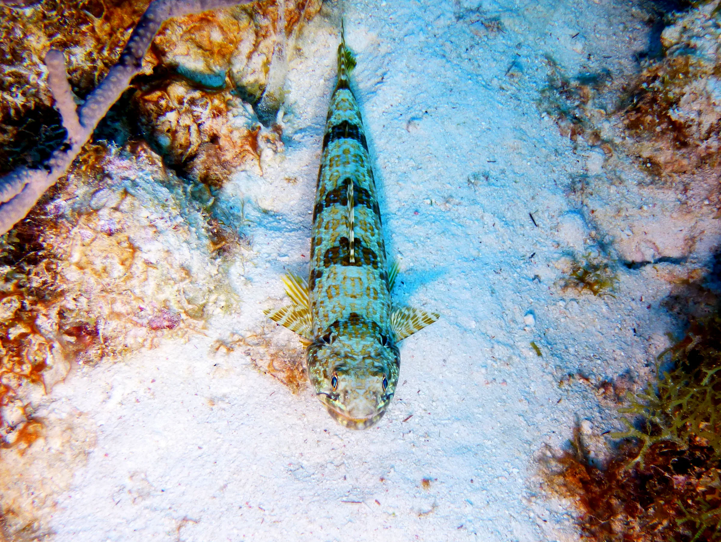 Lizardfish, Bonaire, 2013