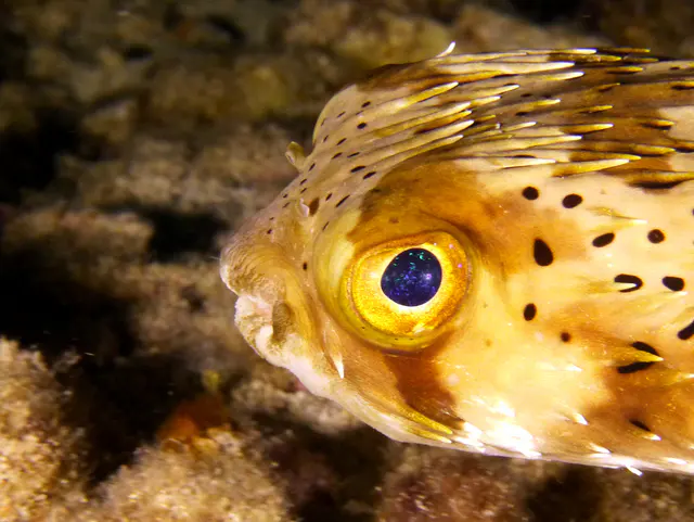 Underwater photograph by Joel Bergsma
