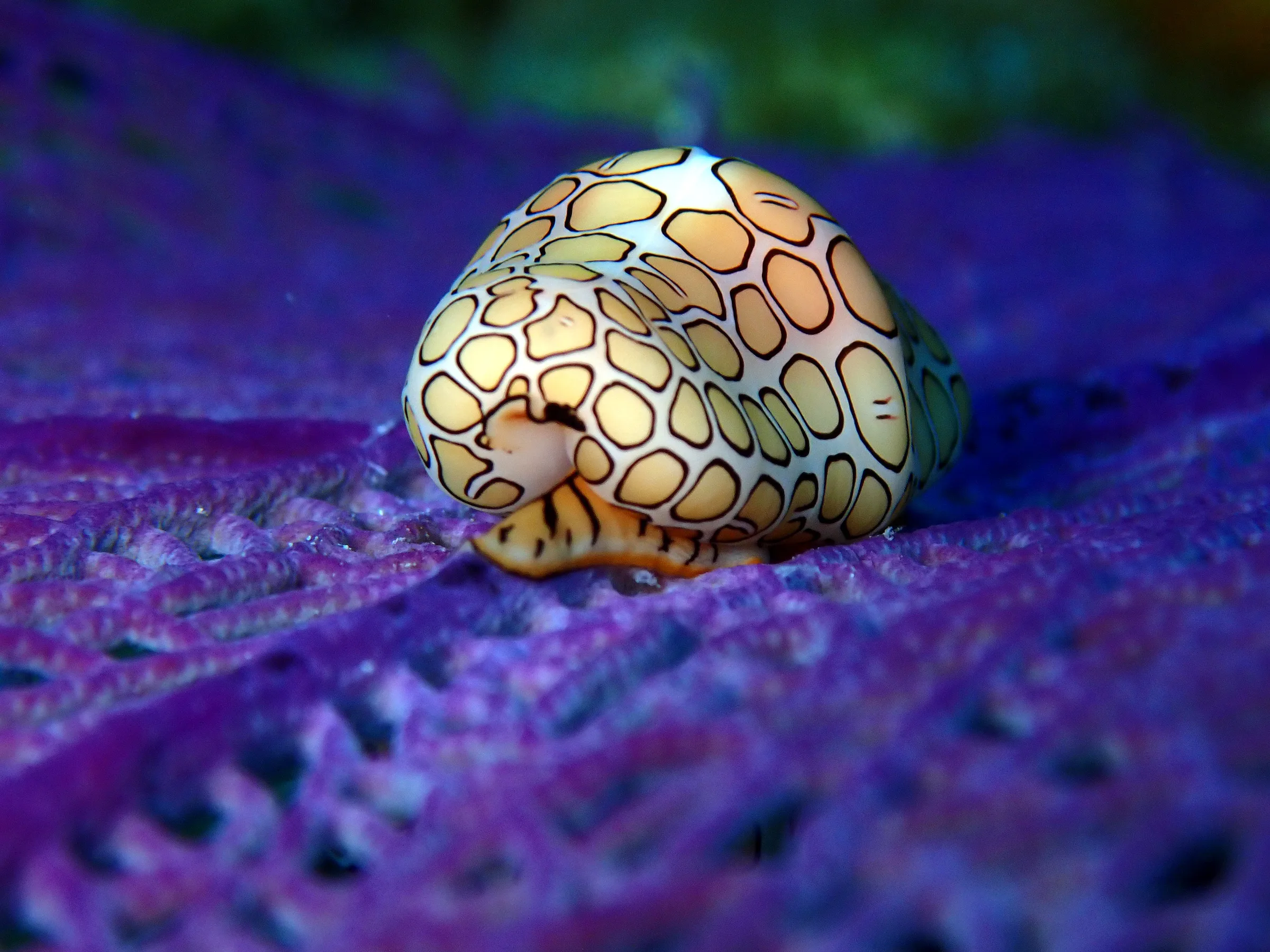 Cozumel underwater photograph, 2023