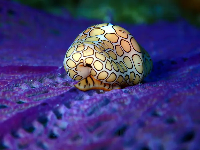 Underwater photograph by Joel Bergsma