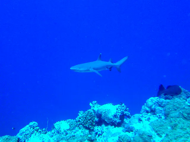 Shark
