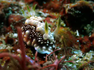 Underwater photograph by Joel Bergsma