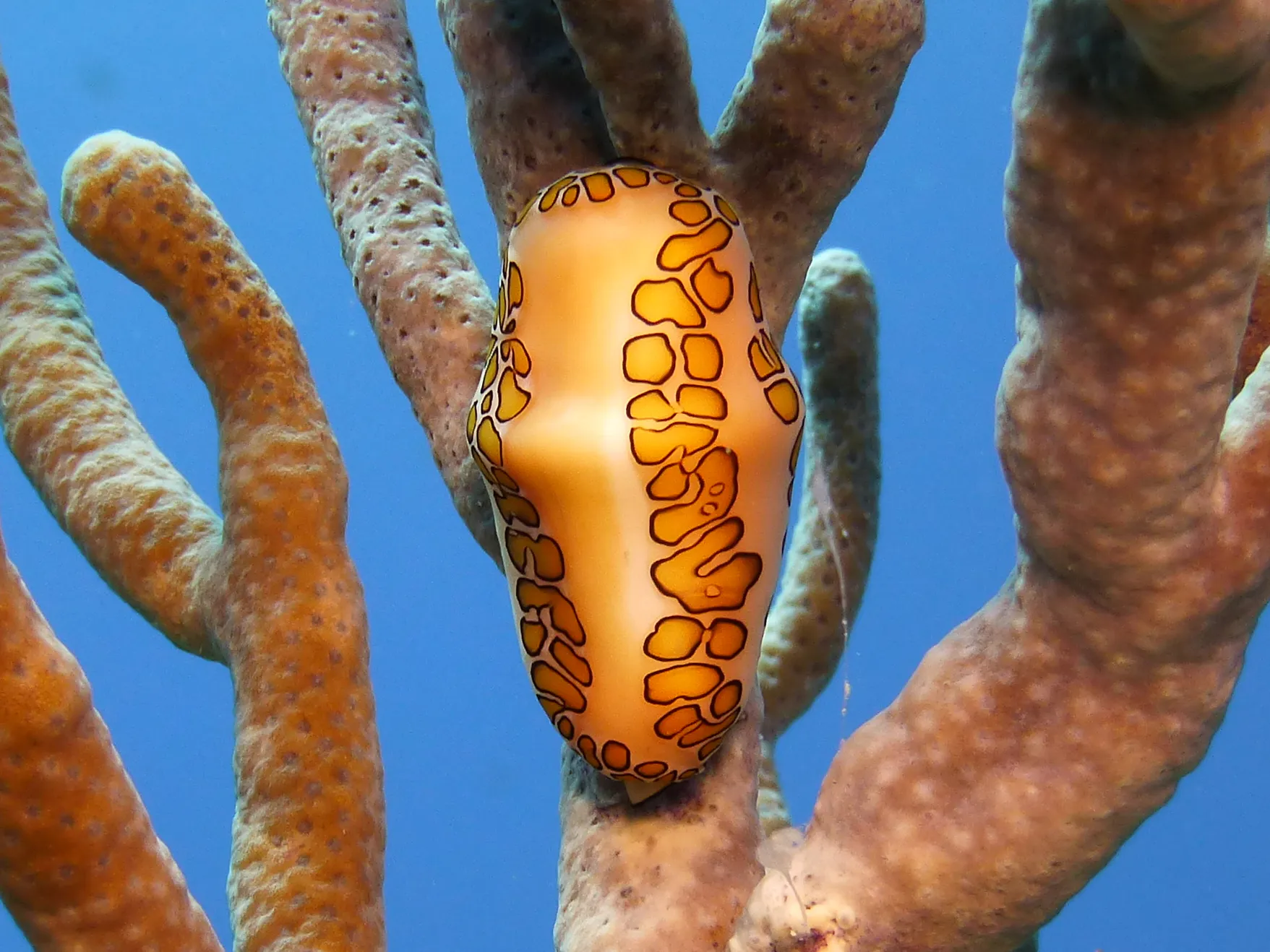 Flamingo Tongue Snail, Cozumel, 2014