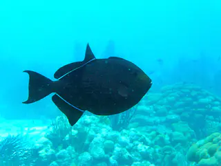 Underwater photograph by Joel Bergsma
