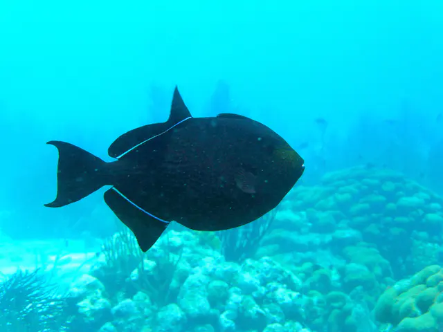 Underwater photograph by Joel Bergsma