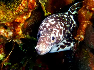 Underwater photograph by Joel Bergsma