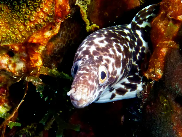 Underwater photograph by Joel Bergsma
