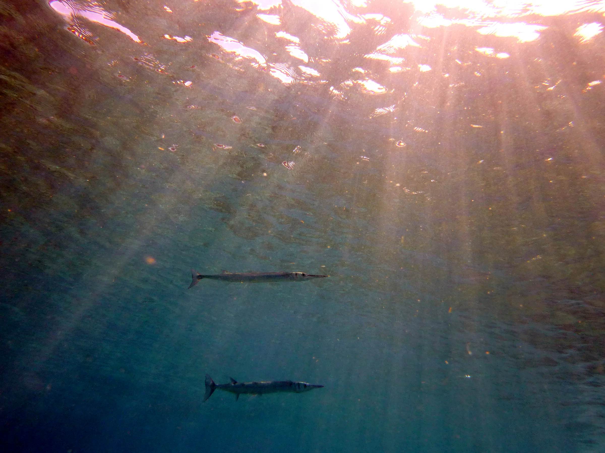 Barracuda, Bonaire, 2013