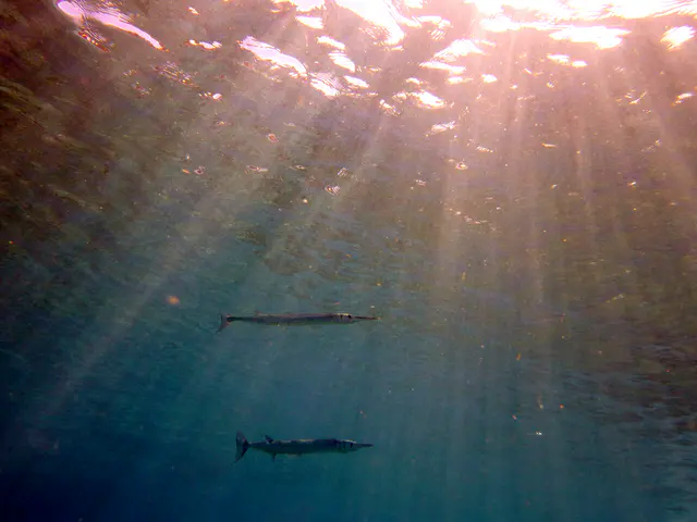 Underwater photograph by Joel Bergsma