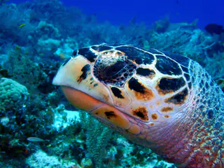 Underwater photograph by Joel Bergsma