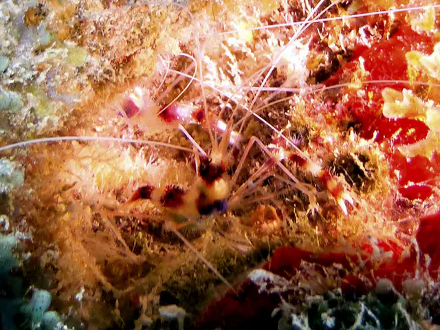 Underwater photograph by Joel Bergsma