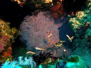 Underwater photograph by Joel Bergsma