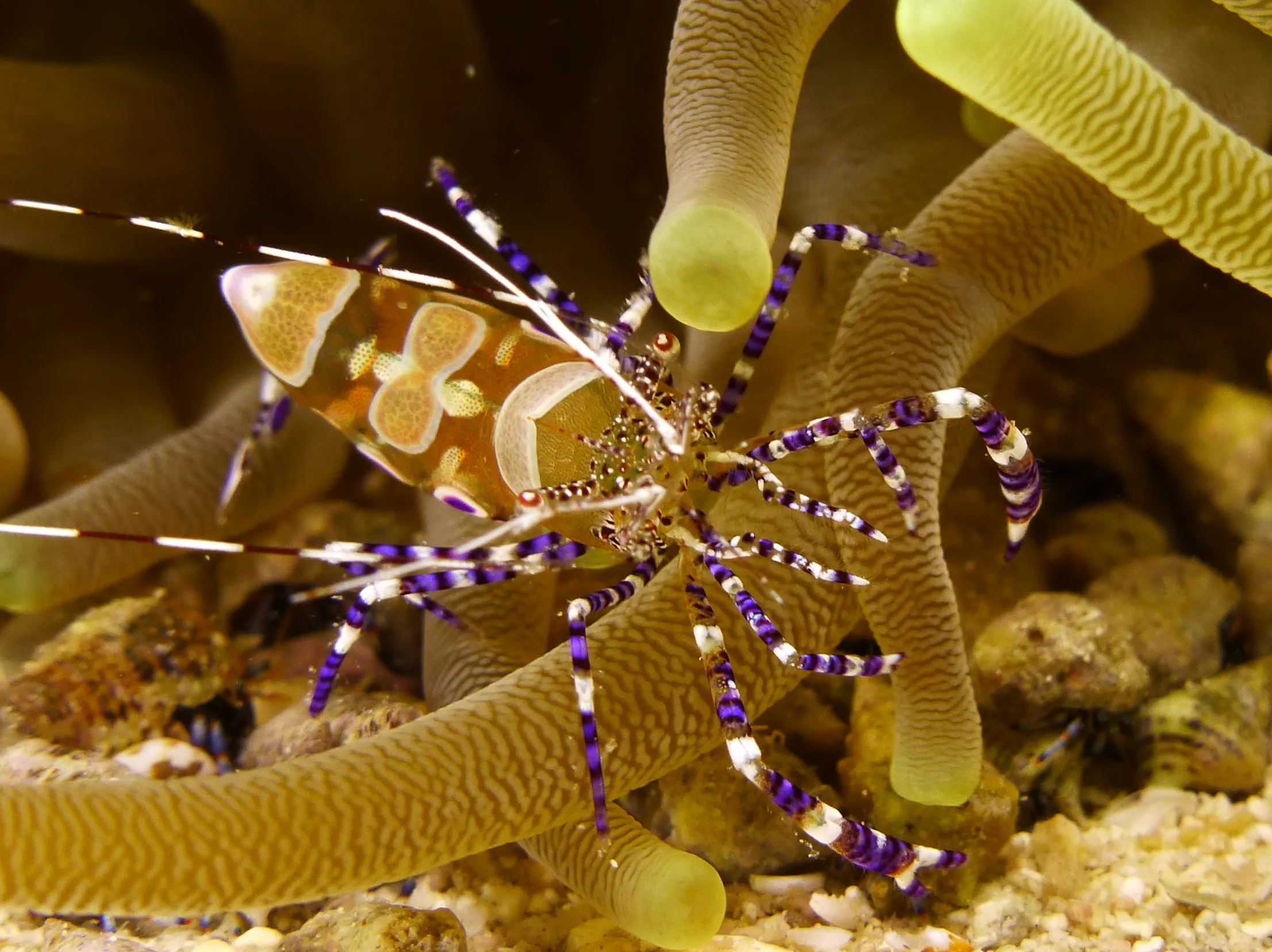 Spotted Cleaner Shrimp, Cozumel, 2014