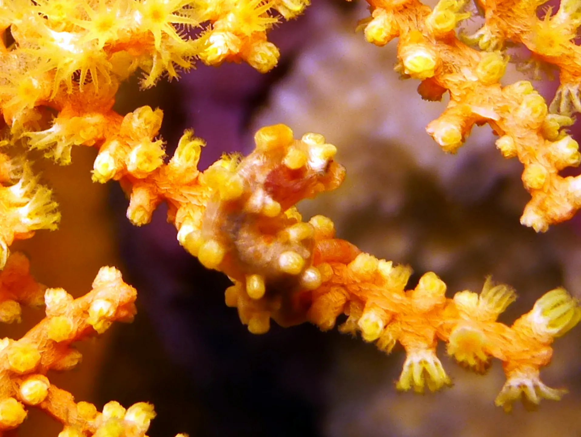 Pygmy Seahorse, Philippines, 2014