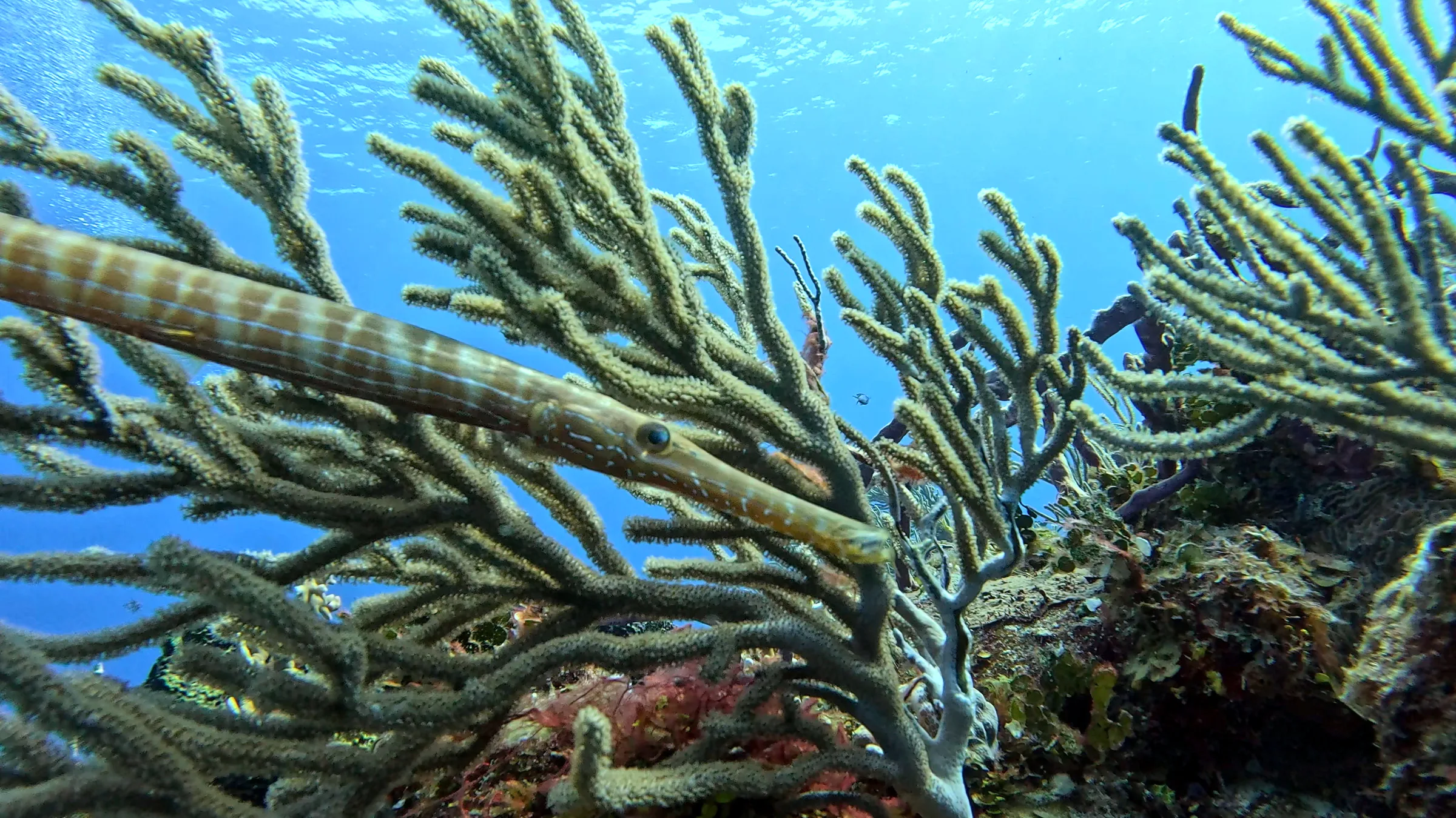 Cozumel underwater photograph, 2025
