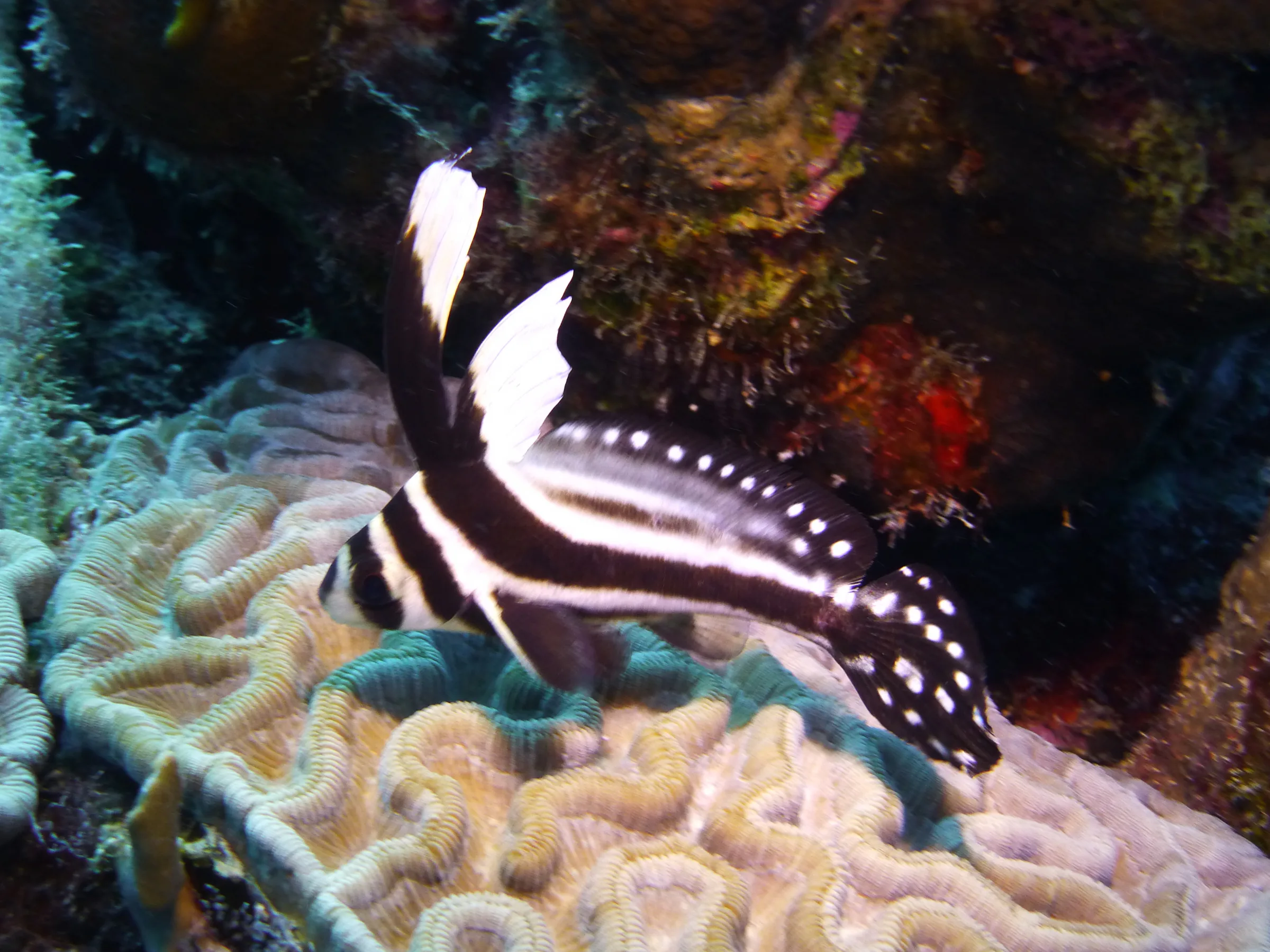 Drum Fish, Bonaire, 2013