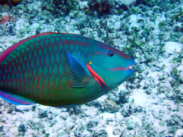 Underwater photograph by Joel Bergsma