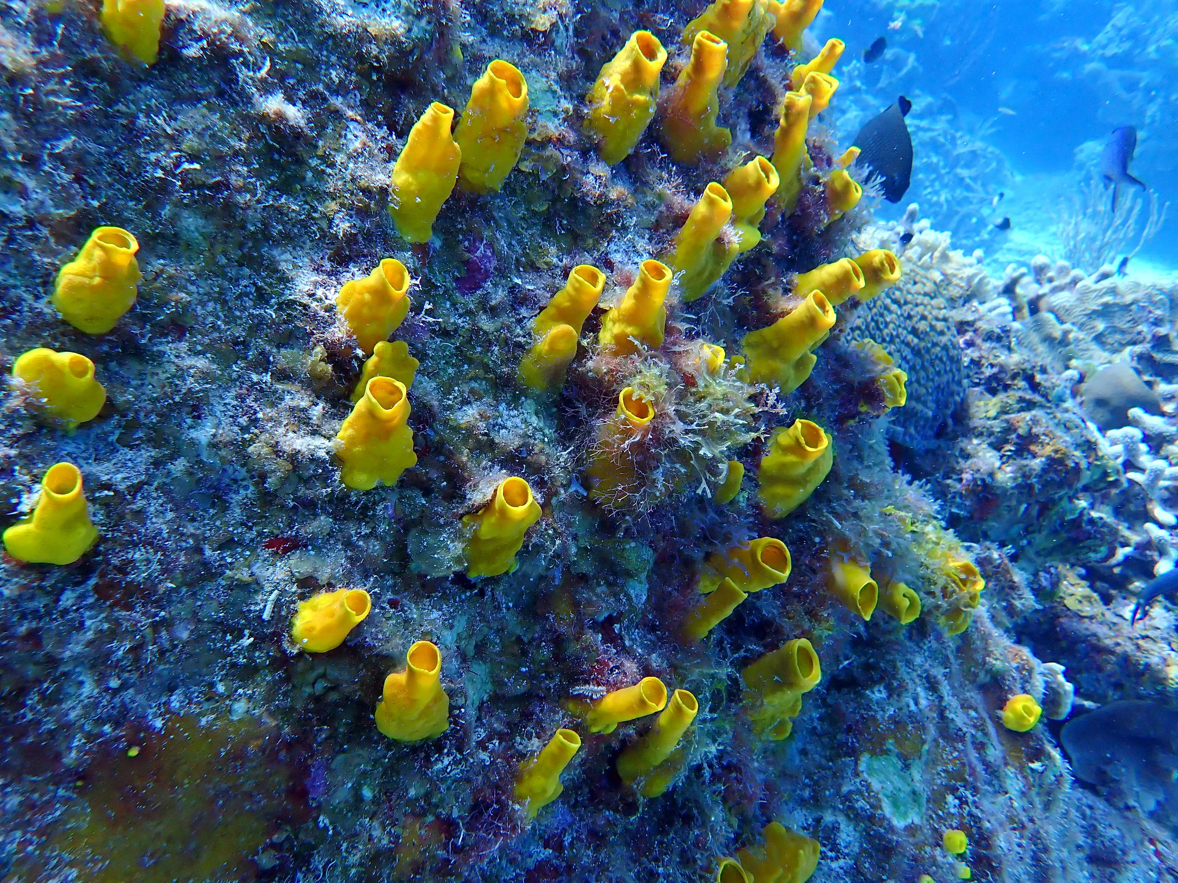 Cozumel underwater photograph, 2023