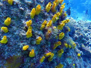 Underwater photograph by Joel Bergsma