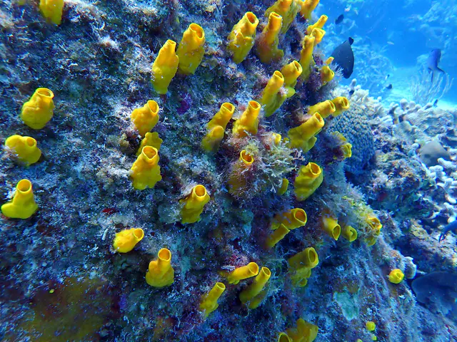 Underwater photograph by Joel Bergsma