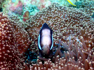 Underwater photograph by Joel Bergsma