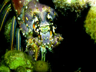 Underwater photograph by Joel Bergsma