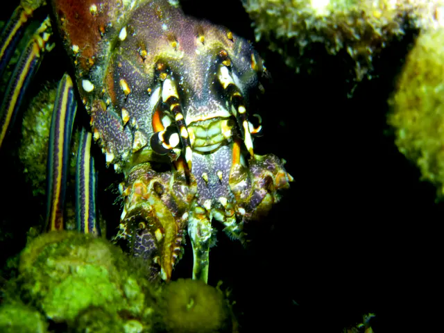 Underwater photograph by Joel Bergsma