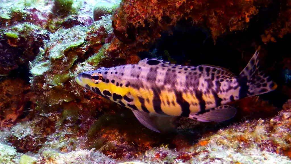 Underwater photograph by Joel Bergsma