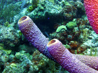 Underwater photograph by Joel Bergsma