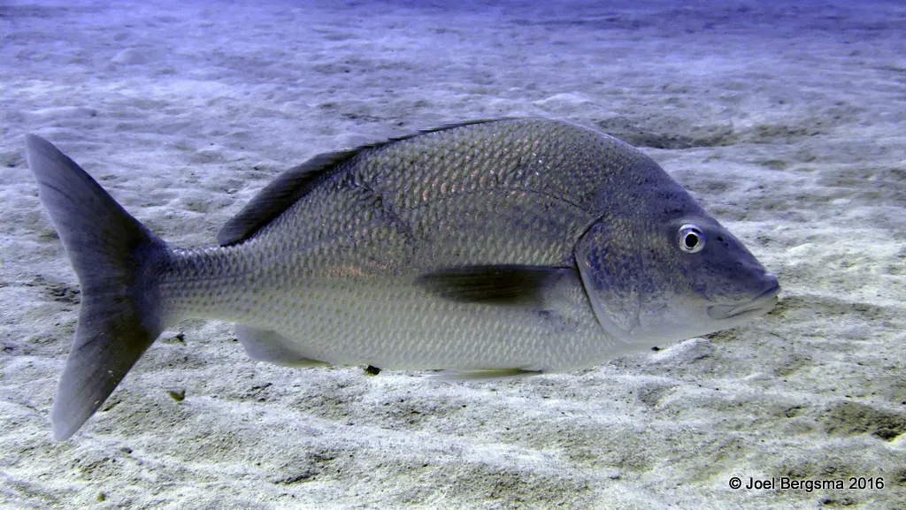 Underwater photograph by Joel Bergsma