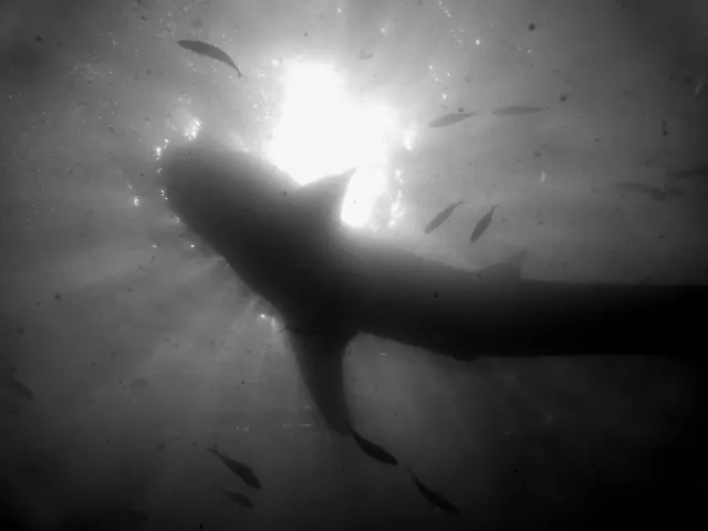 Underwater photograph by Joel Bergsma
