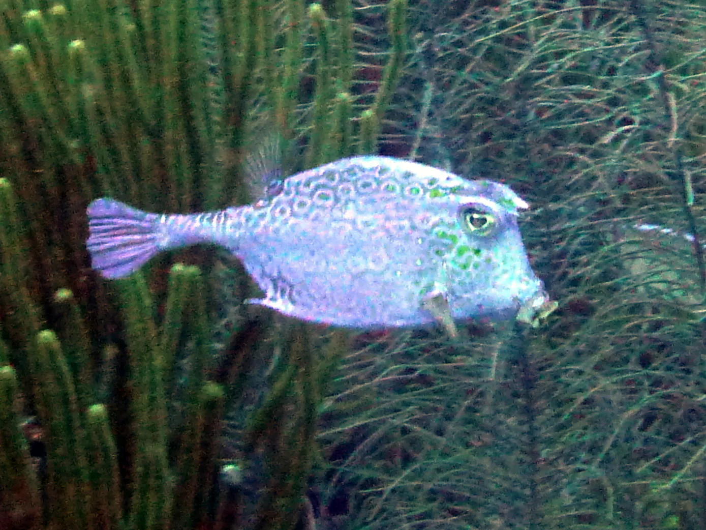 Cowfish, Bonaire, 2013