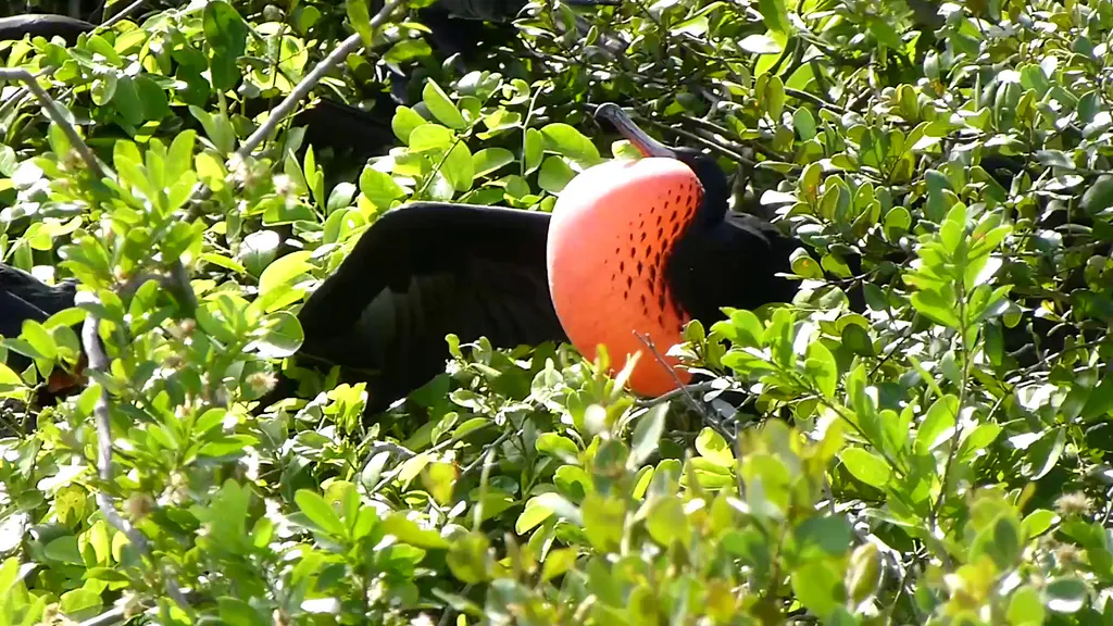 Frigate Bird