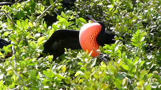Frigate Bird