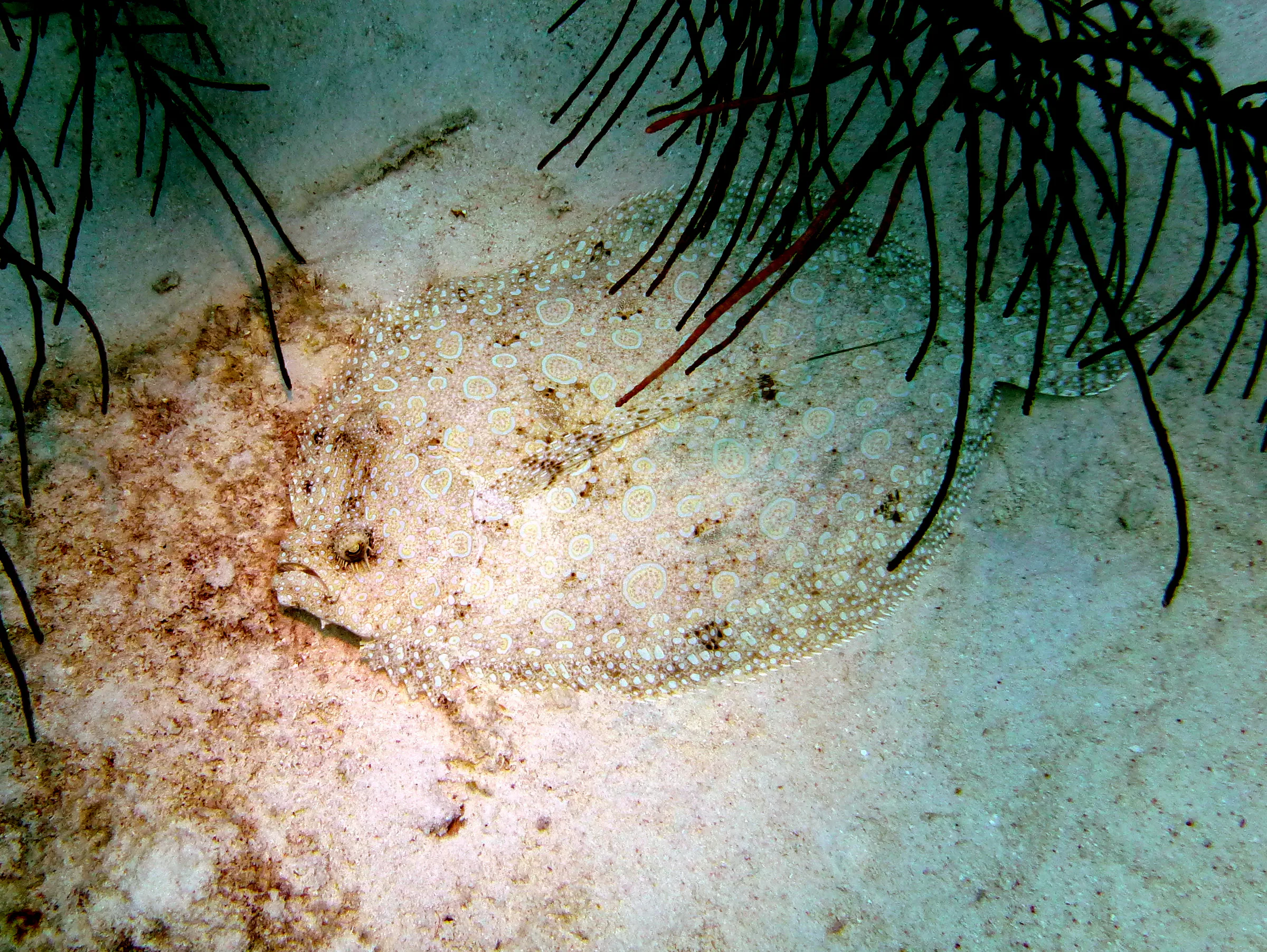 Flounder, Bonaire, 2013