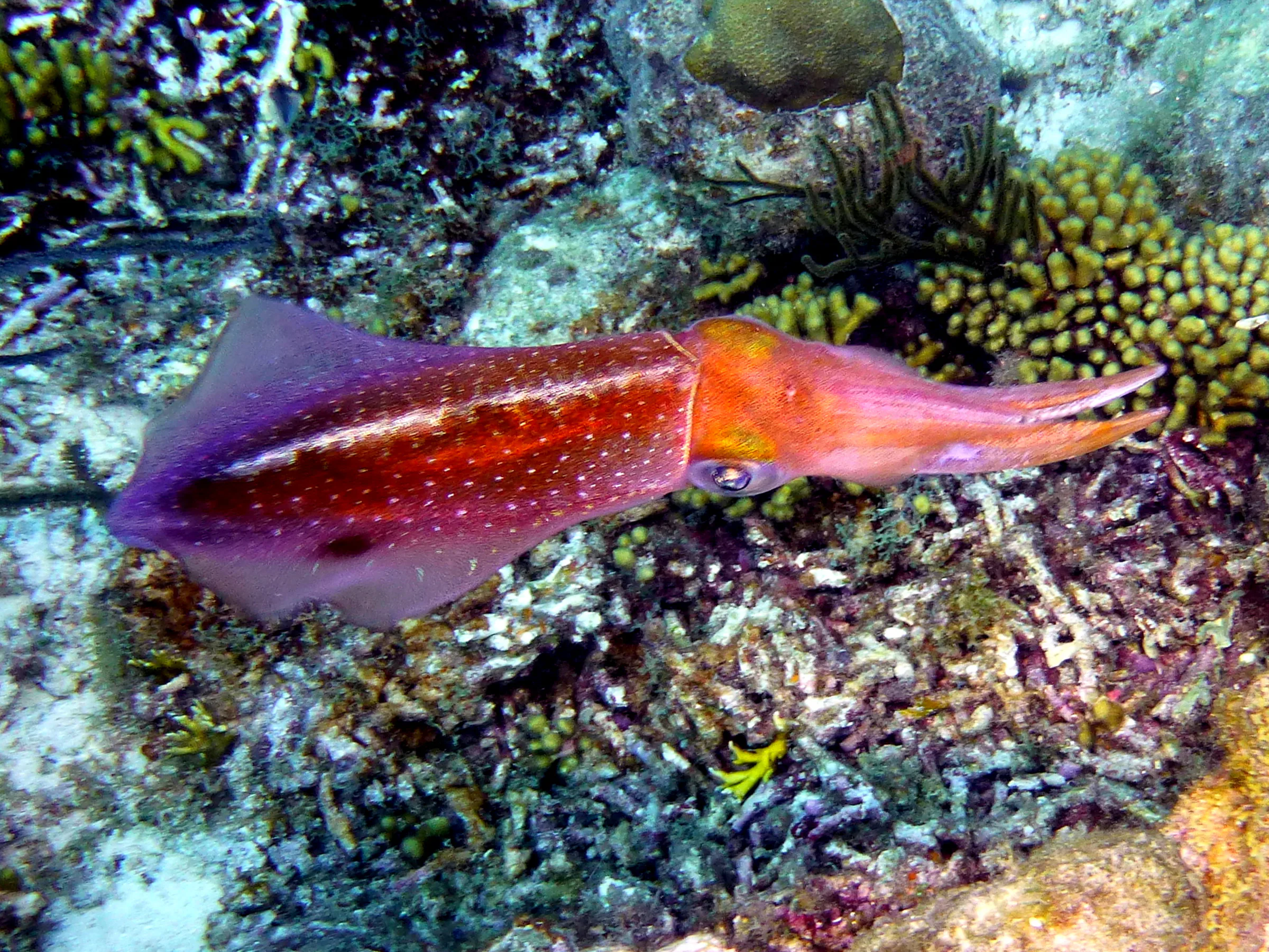Reef Squid, Bonaire, 2013