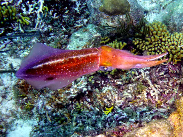 Underwater photograph by Joel Bergsma