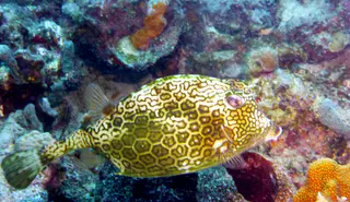 Underwater photograph by Joel Bergsma