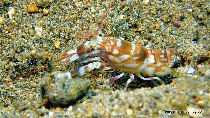 Green Watchman Goby, Philippines, 2019
