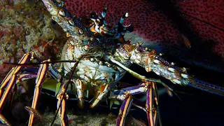 Underwater photograph by Joel Bergsma
