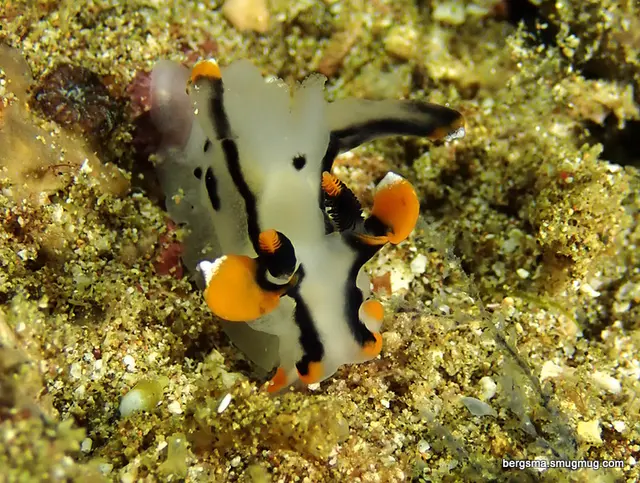 Underwater photograph by Joel Bergsma