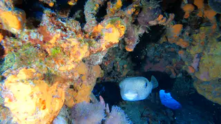 Underwater photograph by Joel Bergsma