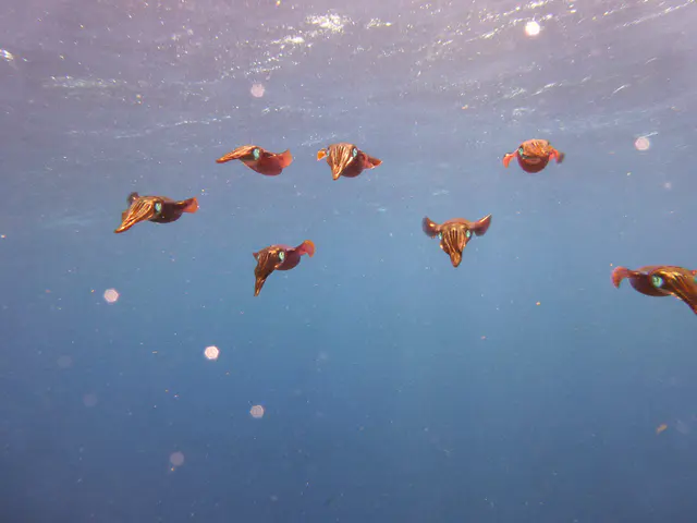 Underwater photograph by Joel Bergsma