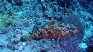 Red Hind (Grouper)