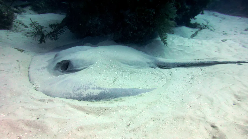 Underwater photograph by Joel Bergsma