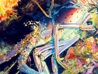 Underwater photograph by Joel Bergsma