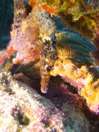 Underwater photograph by Joel Bergsma