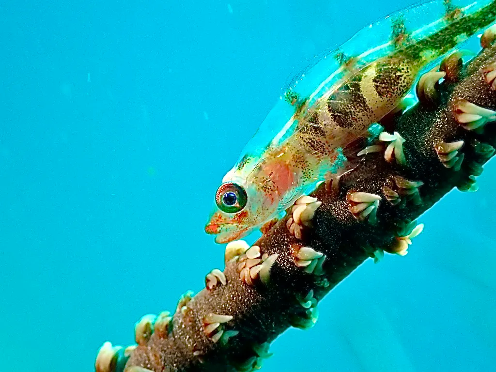 Philippines underwater photograph, 2026