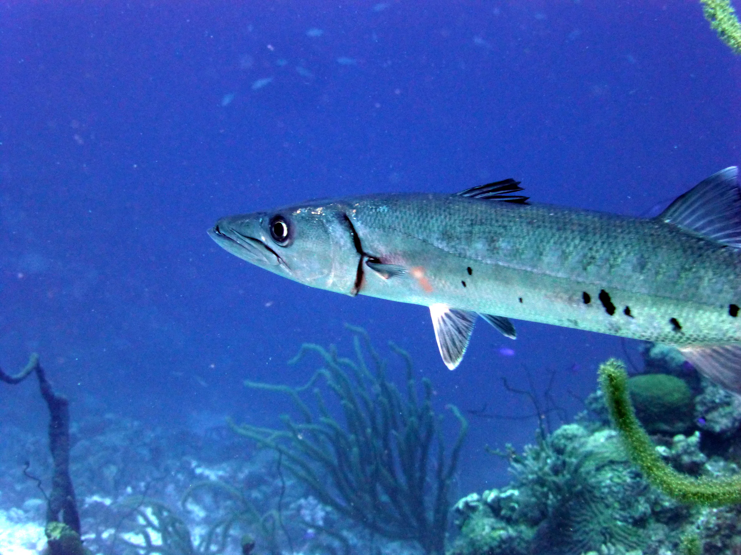 Barracuda, Bonaire, 2013